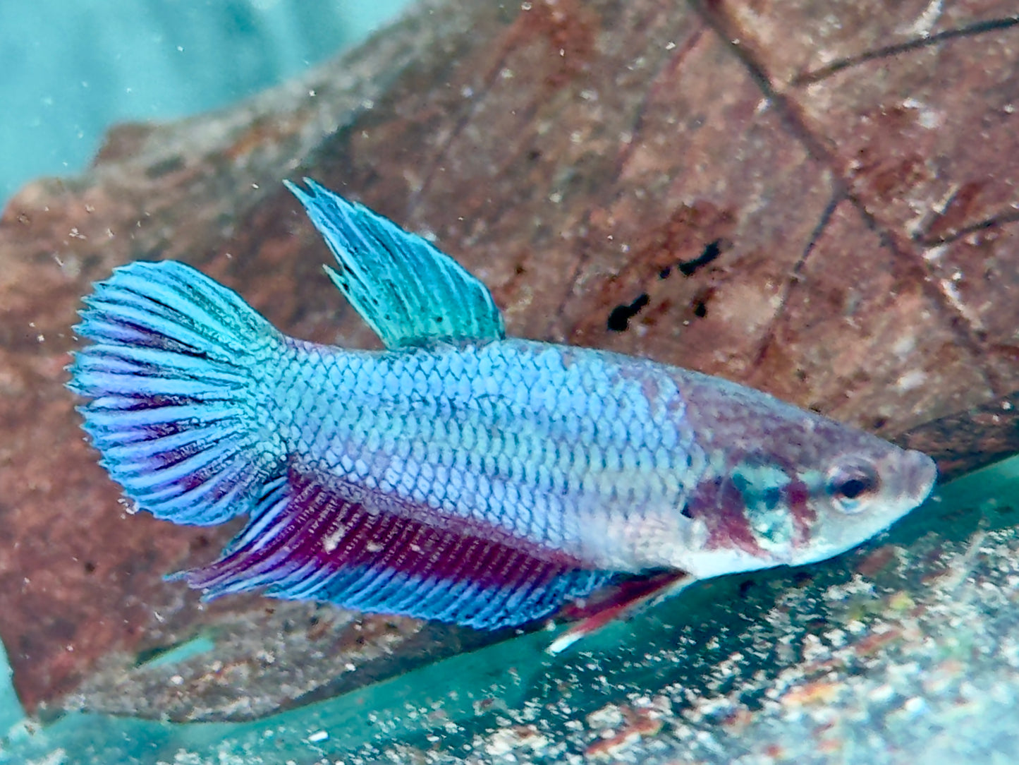 Kampffisch Betta splendens Weibchen
