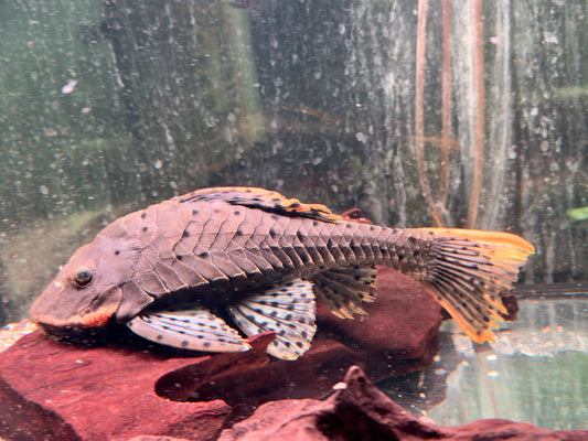 L95 Tannenzapfenwels Pseudorenilepis genibarbis 28-32cm