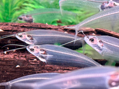 Indischer Glaswels Kryptopterus vitreolus (bicirrhis)