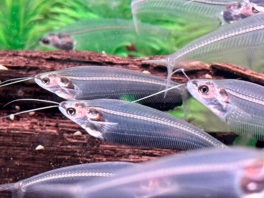 Indischer Glaswels Kryptopterus vitreolus (bicirrhis)