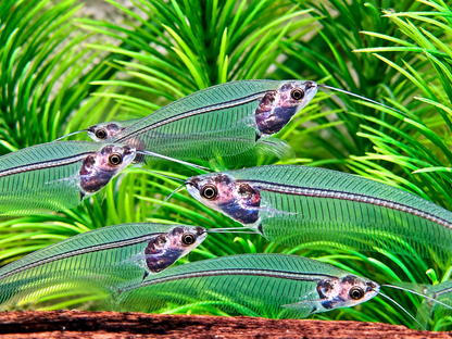 Indischer Glaswels Kryptopterus vitreolus (bicirrhis)