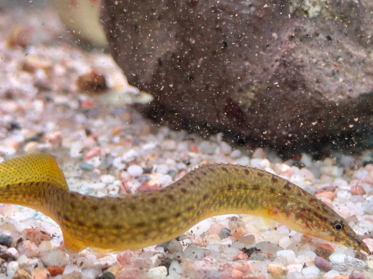 Indischer Zwergstachelaal Macrognathus pancalus 8-11cm