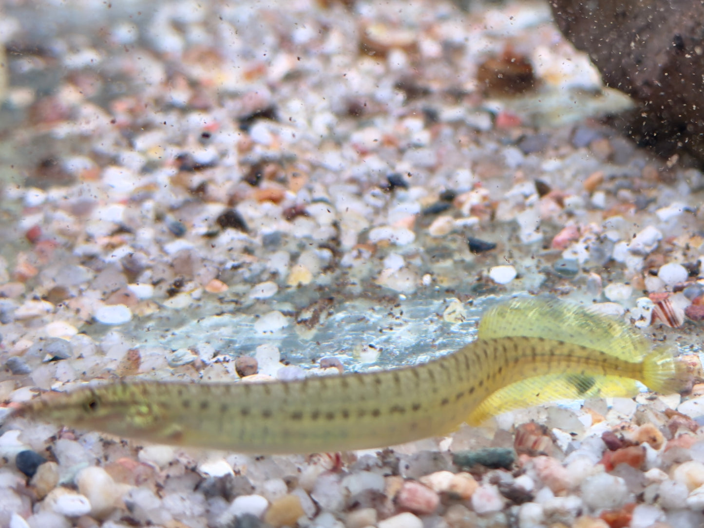 Indischer Zwergstachelaal Macrognathus pancalus 8-11cm