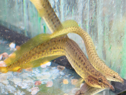 Indischer Zwergstachelaal Macrognathus pancalus 8-11cm
