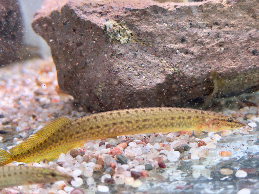 Indischer Zwergstachelaal Macrognathus pancalus 8-11cm