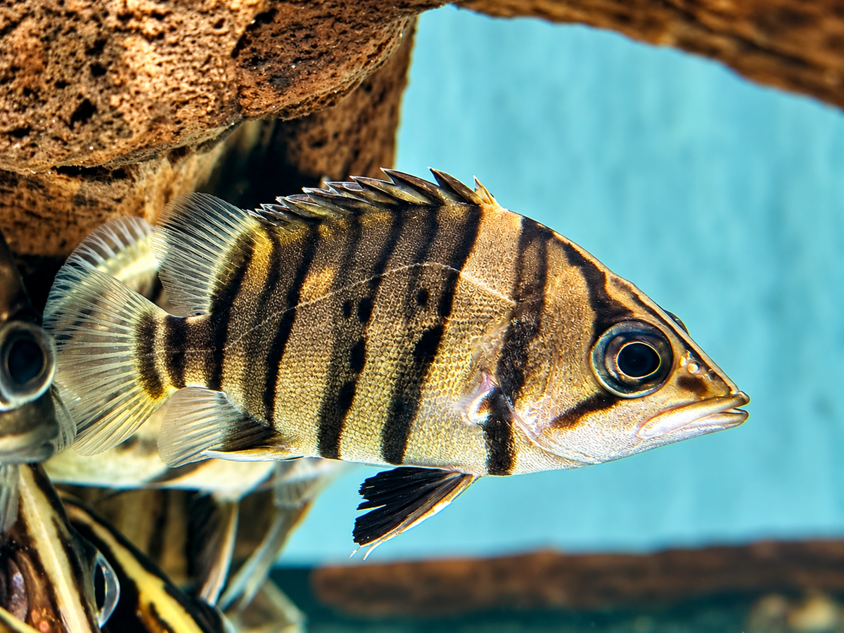 Indonesischer Tigerbarsch Datnioides microlepis 5-6 cm