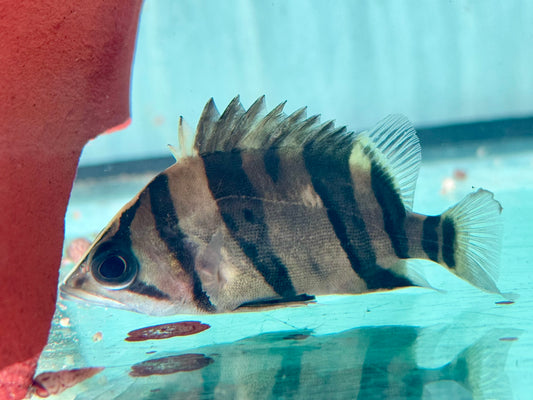 Indonesischer Tigerbarsch Datnioides microlepis 5 cm