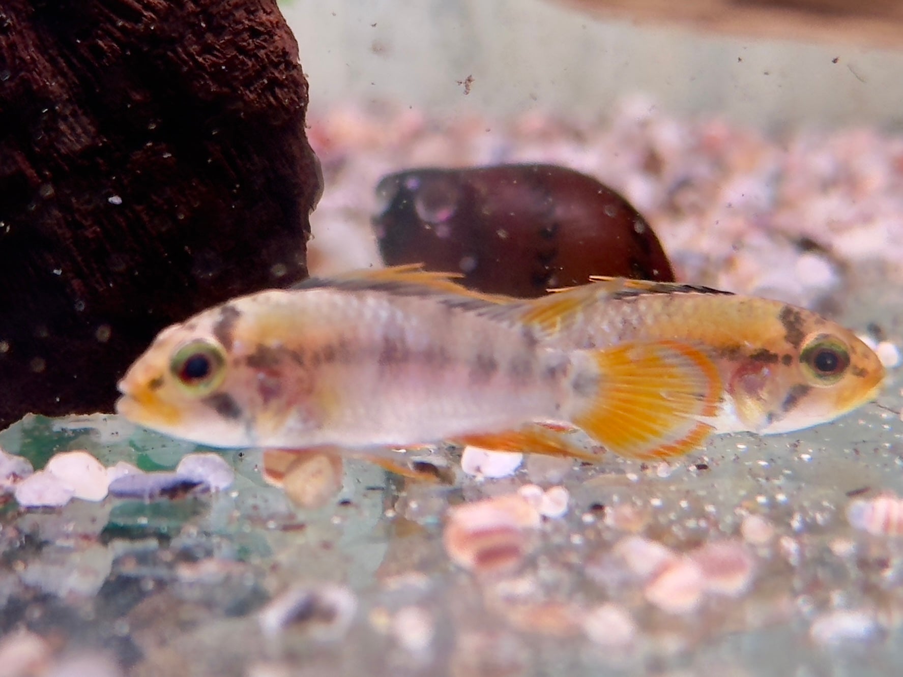 Apistogramma Inca Inka Zwergbuntbarsch Apistogramma baenschi inka – zierfische-online.com