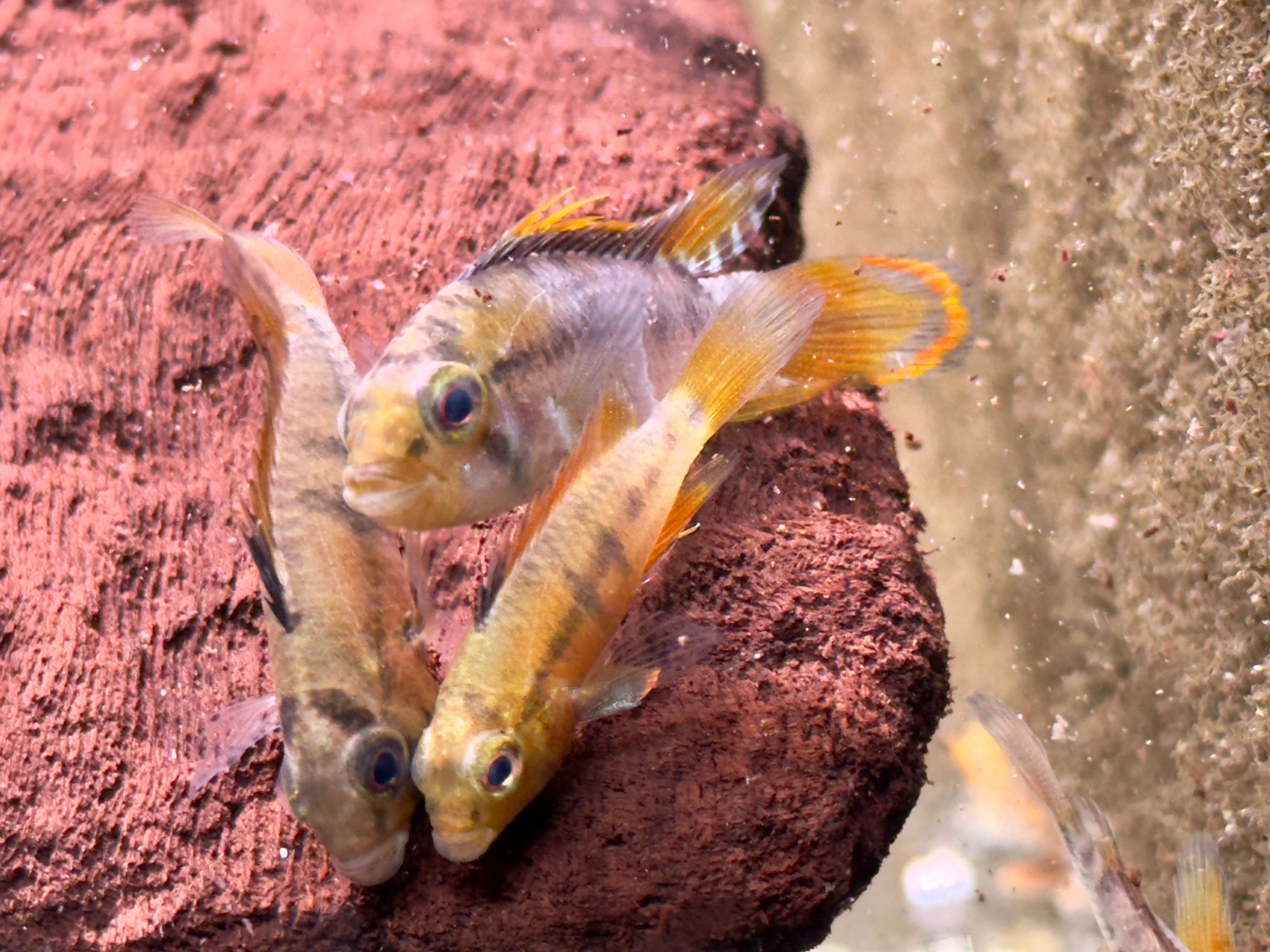 Apistogramma Inca Inka Zwergbuntbarsch Apistogramma baenschi inka – zierfische-online.com