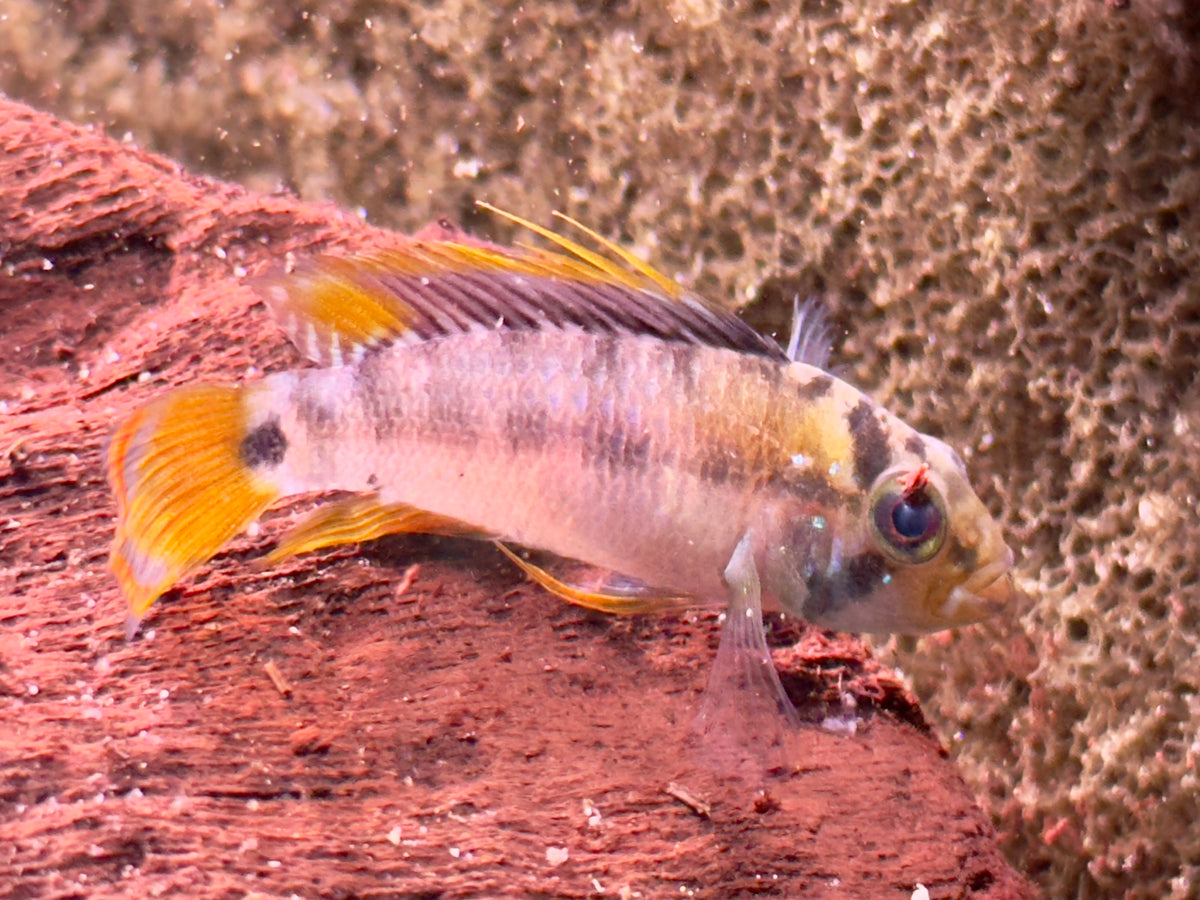 Apistogramma Inca Inka Zwergbuntbarsch Apistogramma baenschi inka – zierfische-online.com