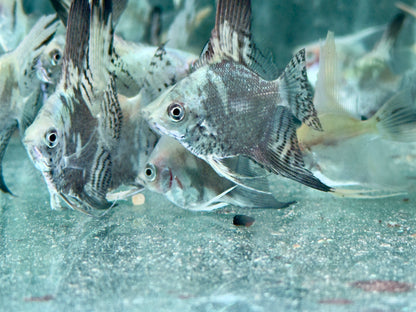 Jaguar Skalar I Map Skalar Pterophyllum scalare