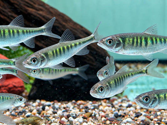 Japanischer Drachenfisch Zacco platypus 6-8 cm