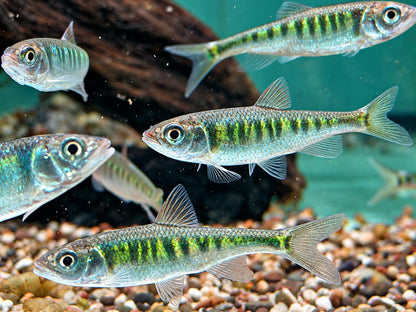 Japanischer Drachenfisch Zacco platypus 6-8 cm