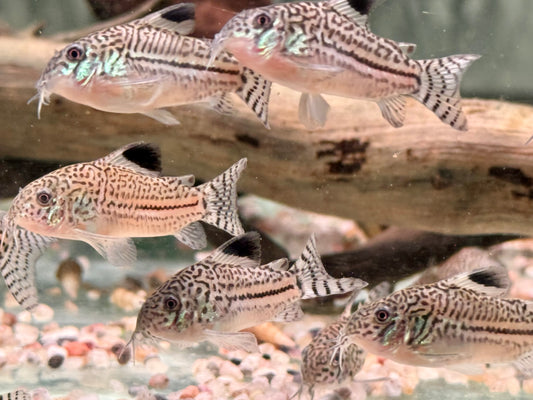 Juli Panzerwels Corydoras Hoplisoma julii