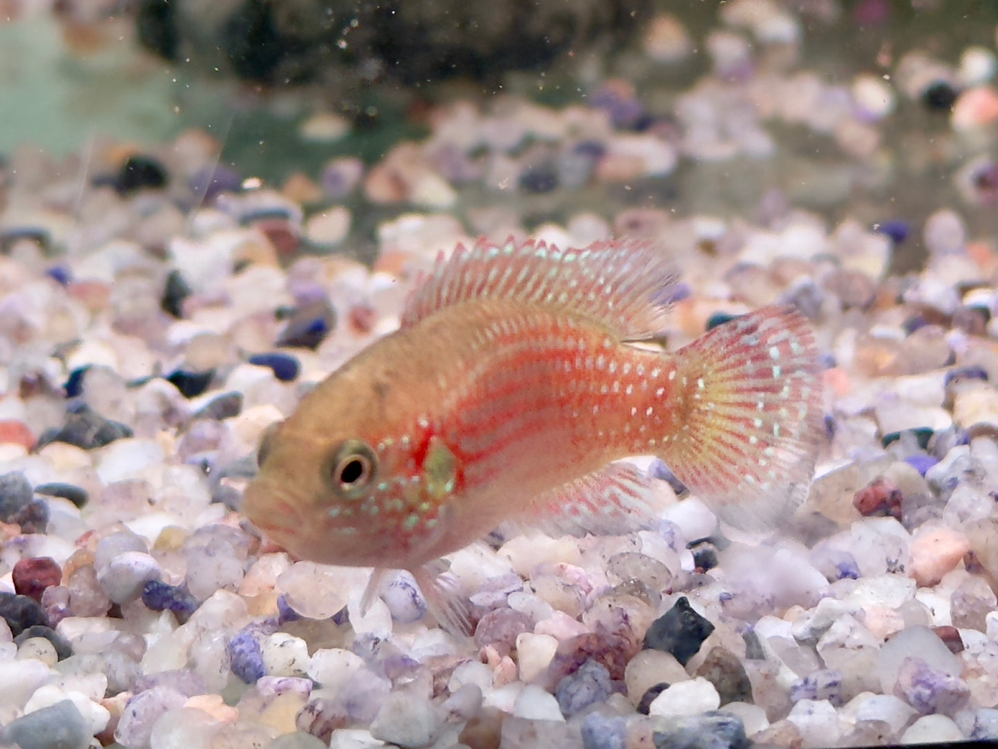 Rote Cichlide Juwelenbuntbarsch Hemichromis lifalili