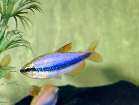 Königssalmler Inpaichthys kerri