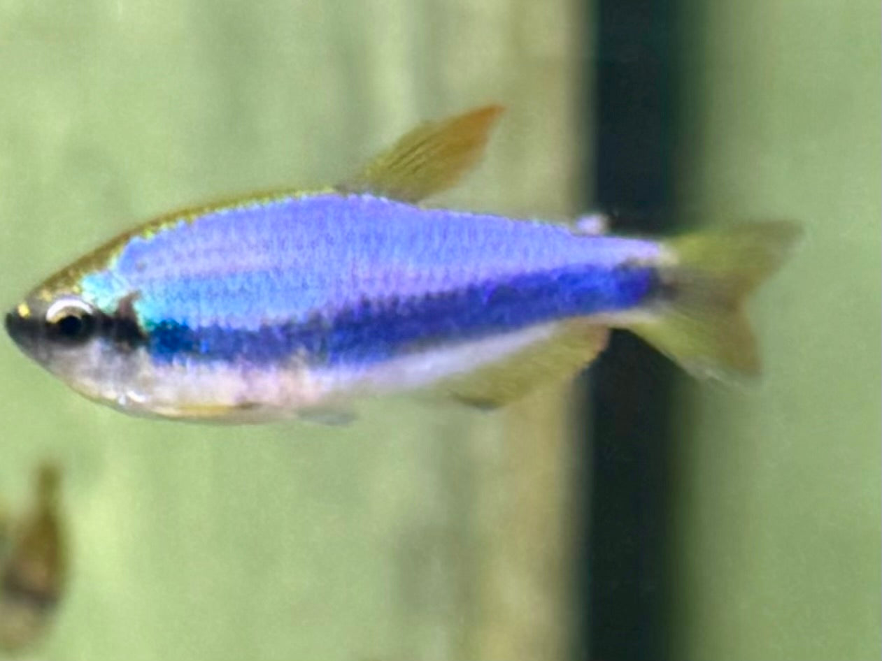 Königssalmler Inpaichthys kerri