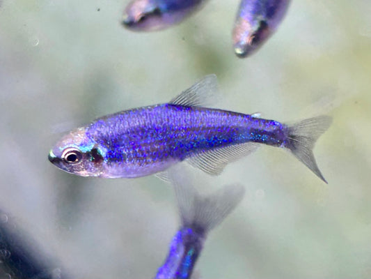 Königssalmler Super blau Inpaichthys kerri