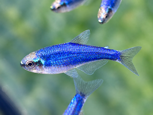 Königssalmler Super blau Inpaichthys kerri