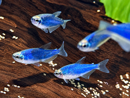 Königssalmler Super blau Inpaichthys kerri