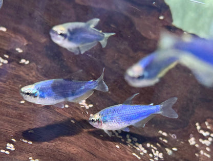 Königssalmler Super blau Inpaichthys kerri