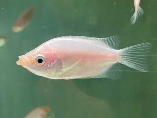 Küssender Gurami Helostoma temminckii