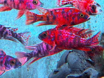 Kaiserbuntbarsch Marmelade Cat Aulonocara Peacock orange blotch ca. 6-7 cm