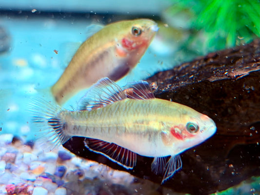 Kaisergrundel Hypseleotris compressa 4-4,5 cm