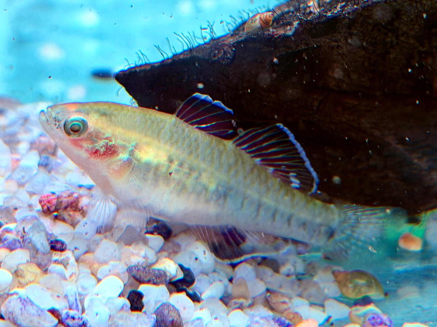 Kaisergrundel Hypseleotris compressa 4-4,5 cm