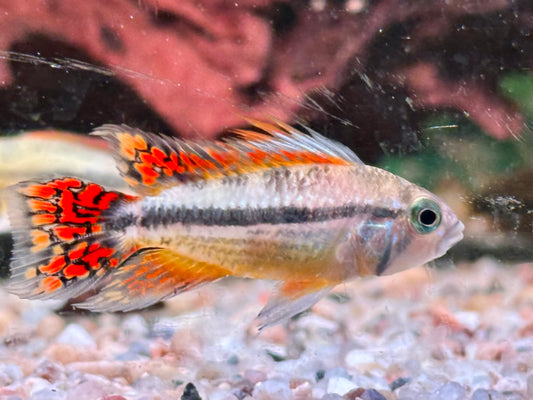 Kakadu Zwergbuntbarsch Apistogramma cacatuoides  Doppelrot
