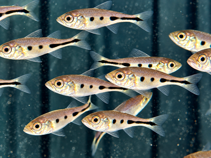 Kammbuntbarsch Cichla monoculus 5 cm