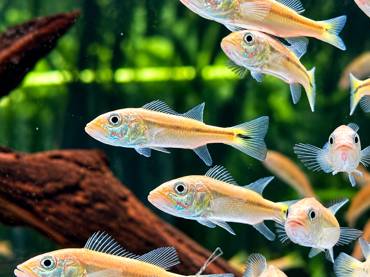 Kammbuntbarsch Cichla pinima 6-8 cm
