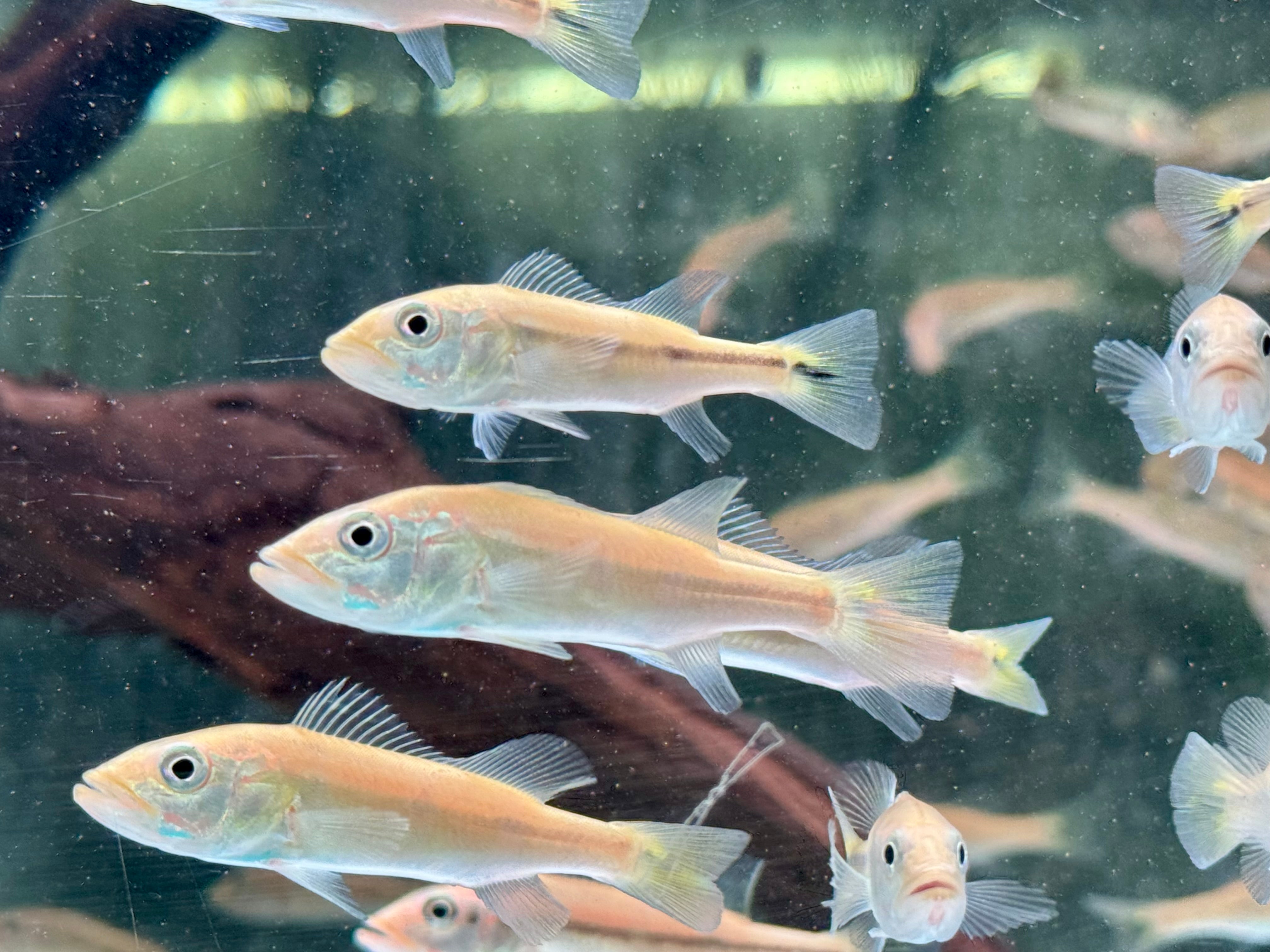 Kammbuntbarsch Cichla pinima 6-8 cm – zierfische-online.com
