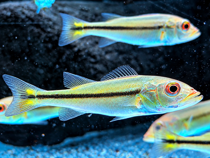 Kammbuntbarsch Cichla temensis WF 5-6 cm