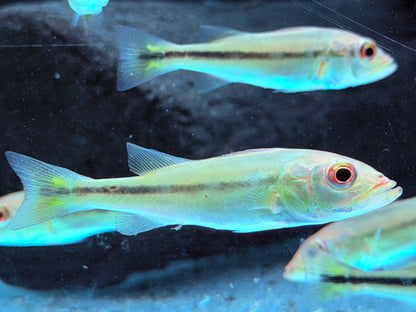 Kammbuntbarsch Cichla temensis WF 5-6 cm