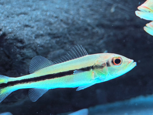 Kammbuntbarsch Cichla temensis WF 5-6 cm