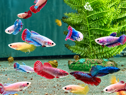 Kampffisch Betta splendens Weibchen