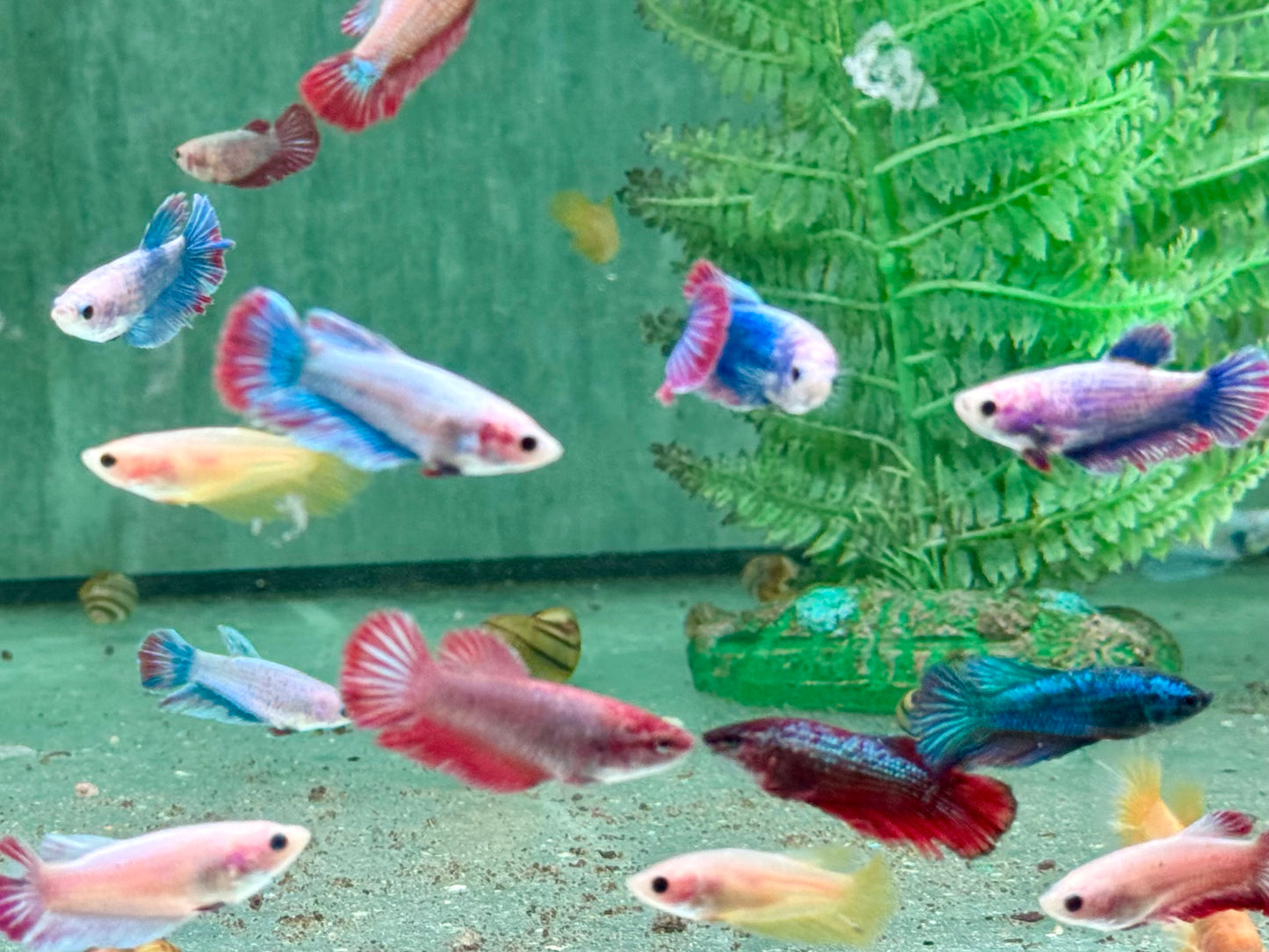 Kampffisch Betta splendens Weibchen