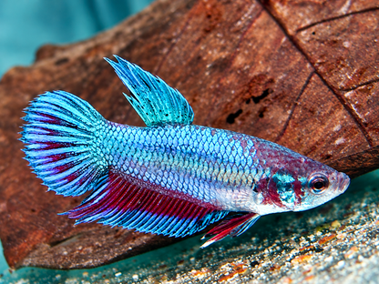 Kampffisch Betta splendens Weibchen