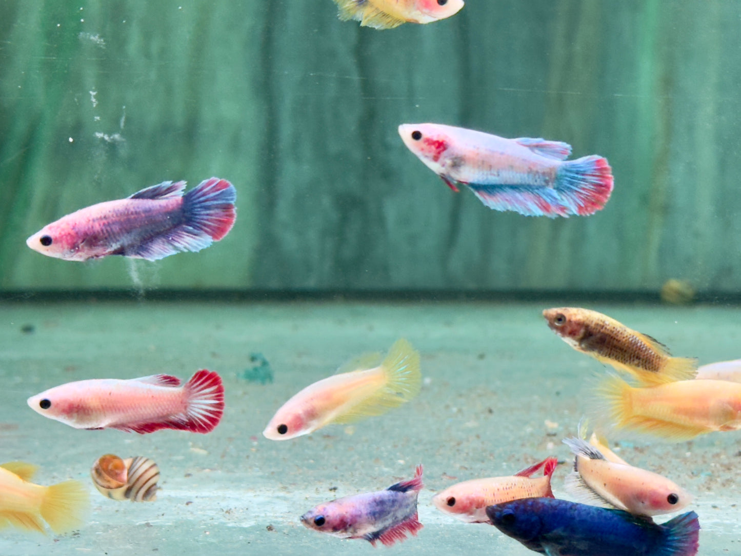 Kampffisch Betta splendens Weibchen
