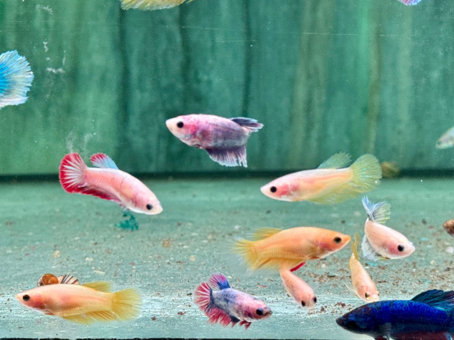 Kampffisch Betta splendens Weibchen