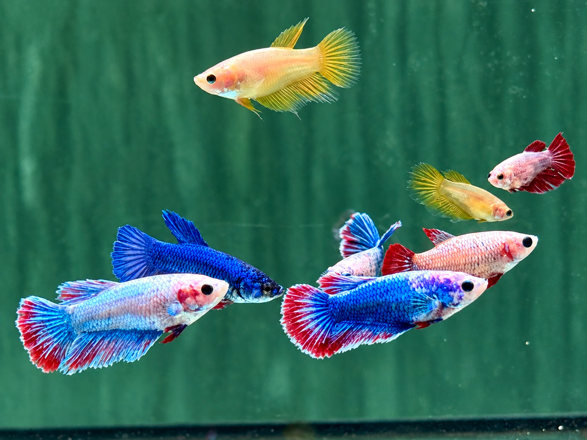 Kampffisch Betta splendens Weibchen