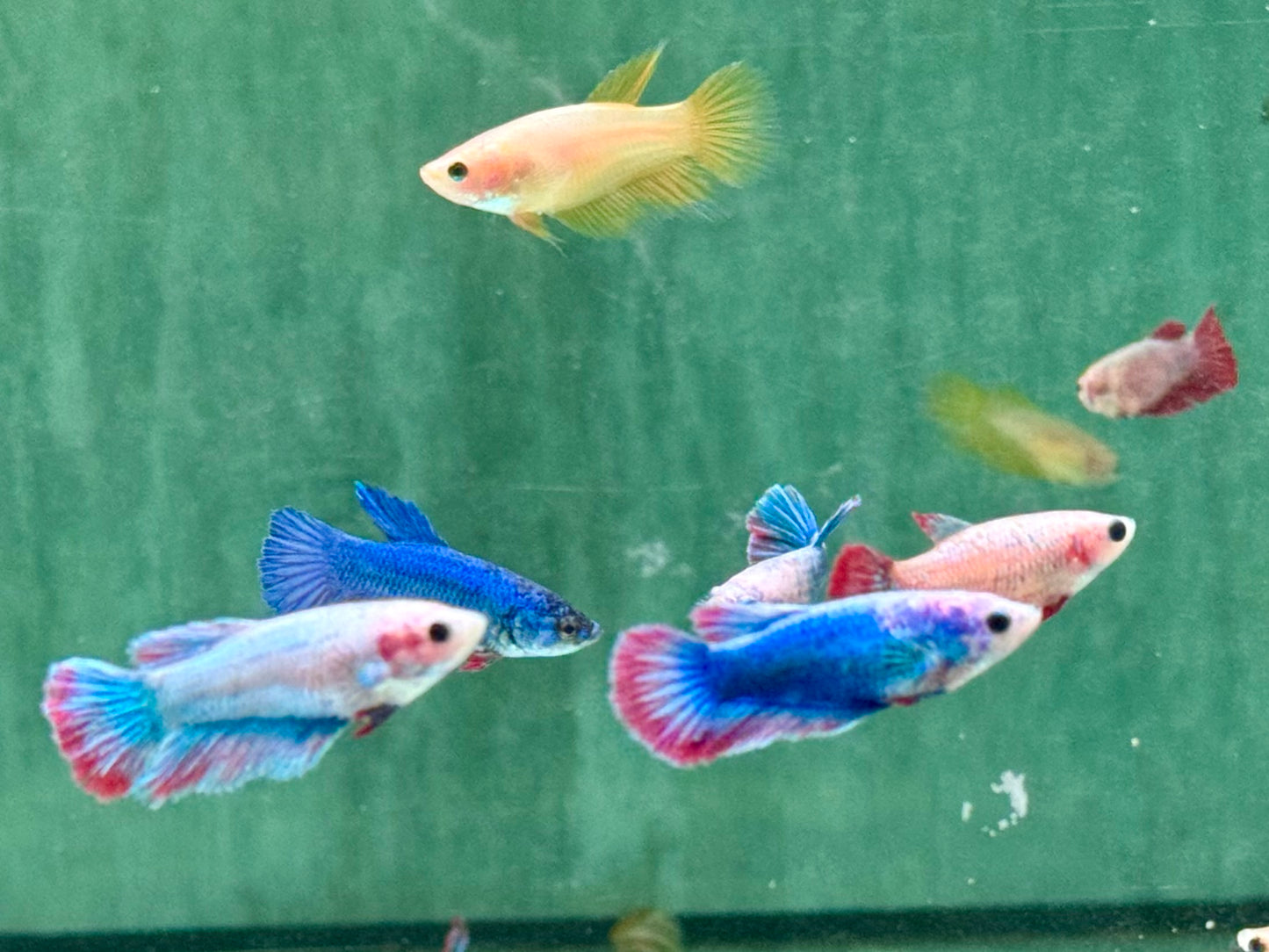 Kampffisch Betta splendens Weibchen