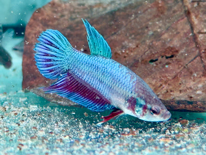 Kampffisch Betta splendens Weibchen
