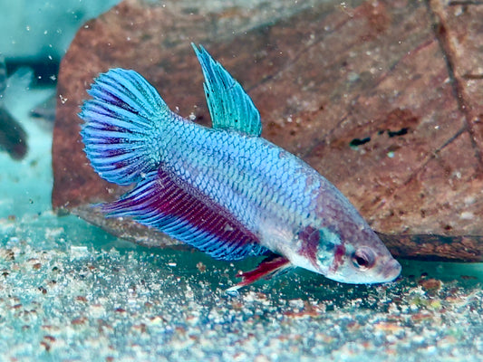 Kampffisch Betta splendens Weibchen