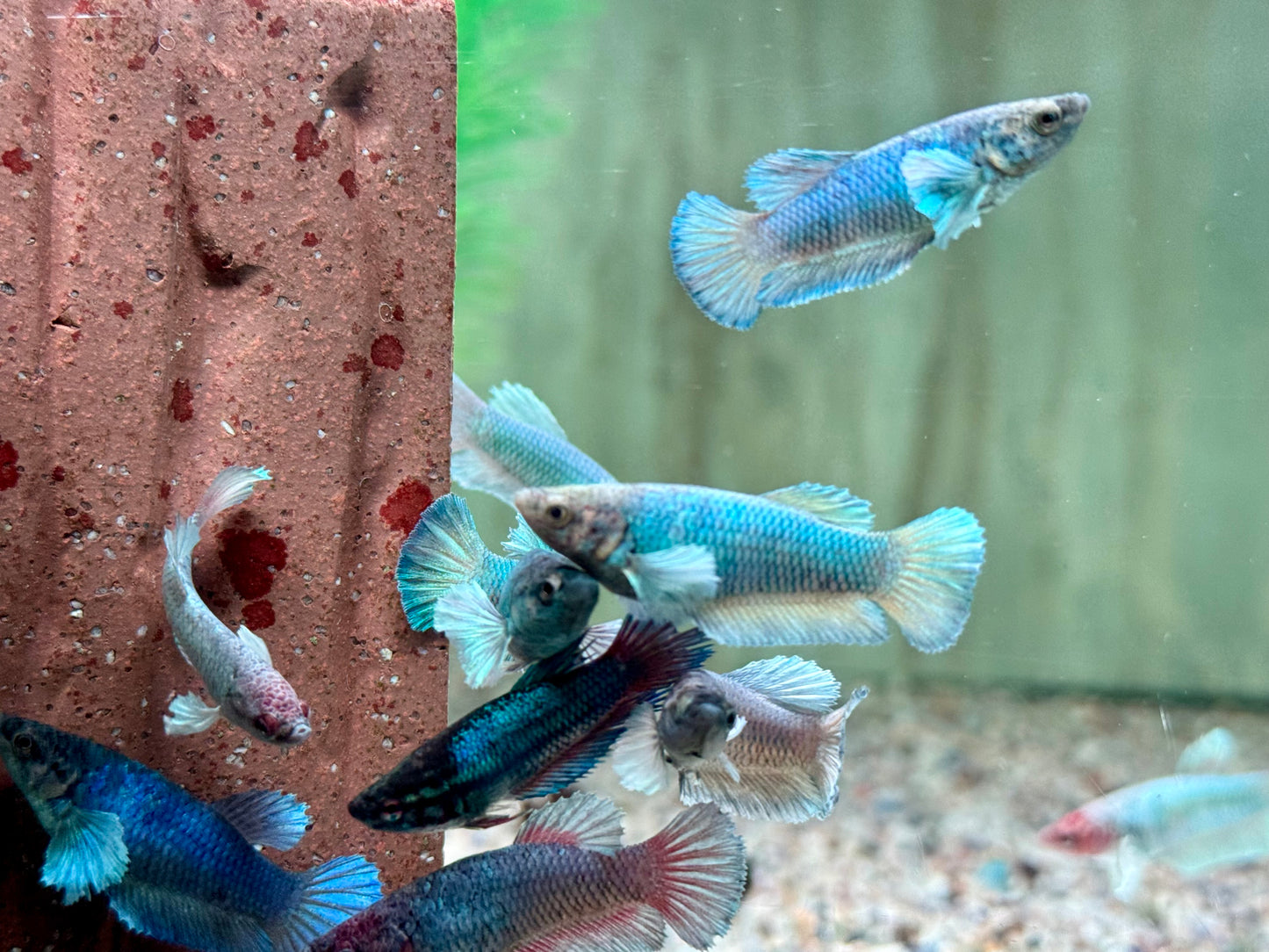 Kampffisch Dumbo Ear Betta splendens Weibchen