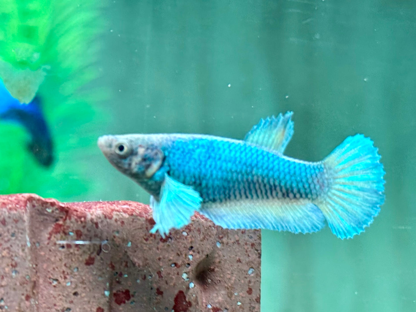 Kampffisch Dumbo Ear Betta splendens Weibchen
