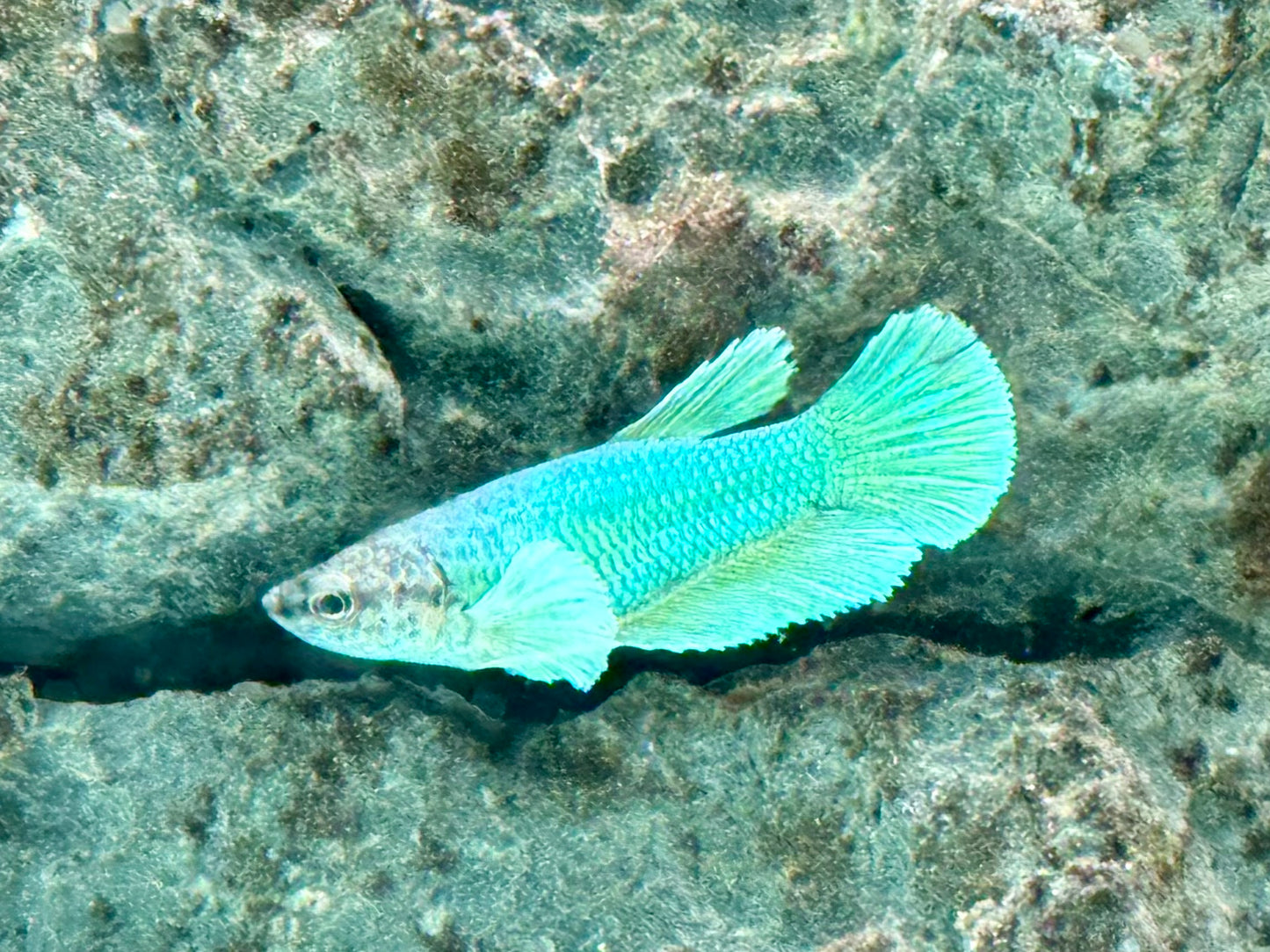 Kampffisch Dumbo Ear Betta splendens Weibchen