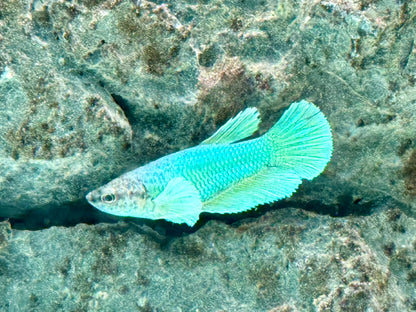 Kampffisch Dumbo Ear Betta splendens Weibchen