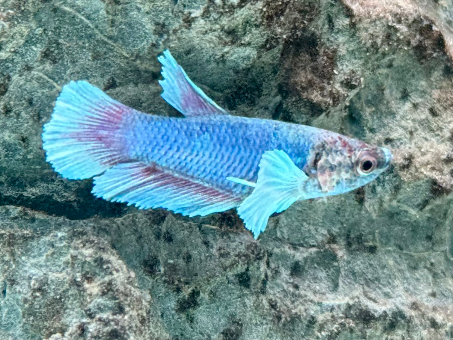 Kampffisch Dumbo Ear Betta splendens Weibchen